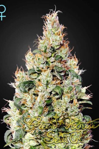 Exodus Cheese CBD Automatic Feminizowane, Nasiona Marihuany, Konopi, Cannabis