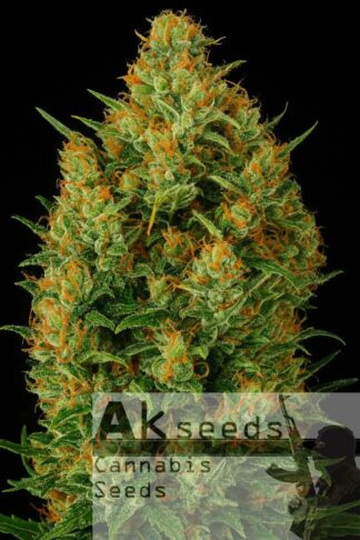 Express Gelato Feminizowane, Nasiona Marihuany, Konopi, Cannabis