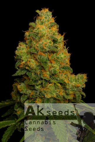 Express Gelato Automatic Feminizowane, Nasiona Marihuany, Konopi, Cannabis