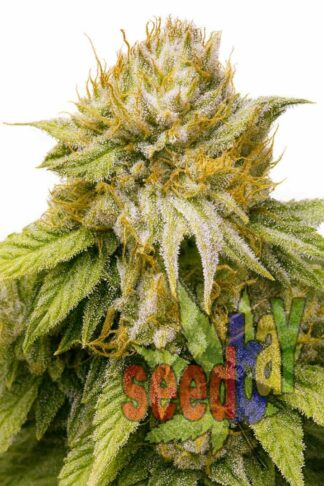 Fast Amnesia XL Feminizowane, Nasiona Marihuany, Konopi, Cannabis