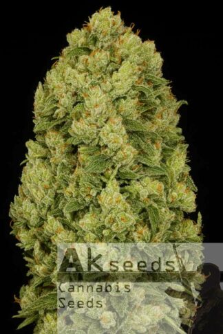 Fast Bruce Banner Feminizowane, Nasiona Marihuany, Konopi, Cannabis