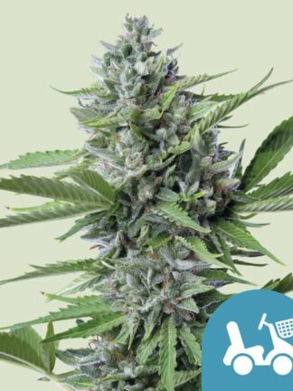 Fast Eddy CBD Automatic Feminizowane, Nasiona Marihuany, Konopi, Cannabis