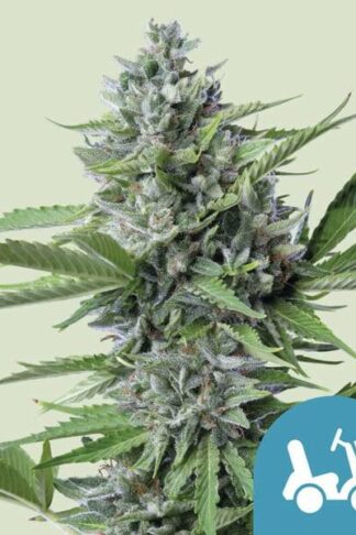 Fast Eddy CBD Automatic Feminizowane, Nasiona Marihuany, Konopi, Cannabis