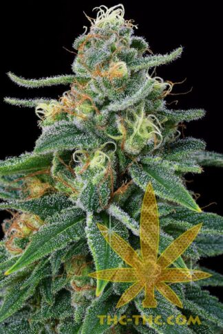 Fast Haze Feminizowane, Nasiona Marihuany, Konopi, Cannabis