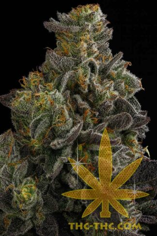 Fast Haze Automatic Feminizowane, Nasiona Marihuany, Konopi, Cannabis