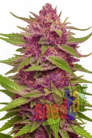 Fast Purple Haze Feminizowane, Nasiona Marihuany, Konopi, Cannabis