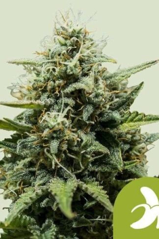 Fat Banana Automatic Feminizowane, Nasiona Marihuany, Konopi, Cannabis