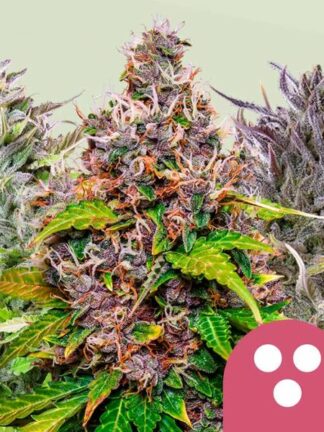 Feminized Mix - Royal Queen Seeds, Nasiona Marihuany, Konopi, Cannabis