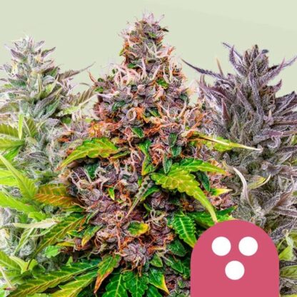 Feminized Mix - Royal Queen Seeds, Nasiona Marihuany, Konopi, Cannabis