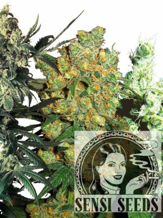 Feminized Mix - Sensi Seeds, Nasiona Marihuany, Konopi, Cannabis