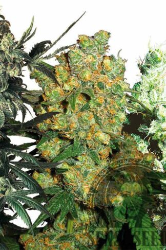 Feminized Mix - Sensi Seeds, Nasiona Marihuany, Konopi, Cannabis