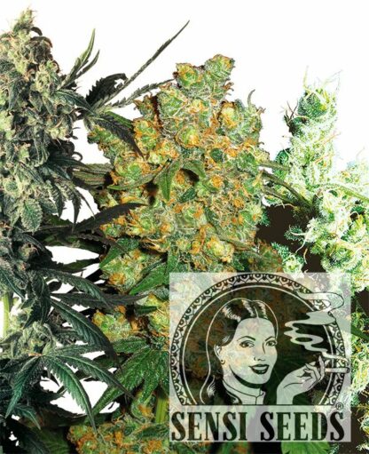 Feminized Mix - Sensi Seeds, Nasiona Marihuany, Konopi, Cannabis