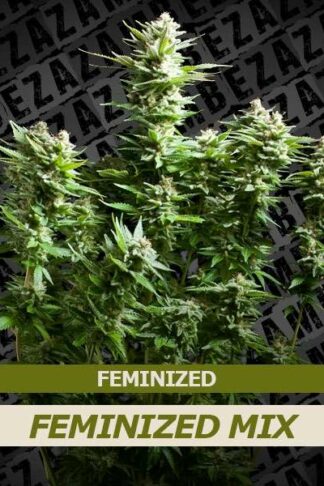 Feminized Mix 10szt - Zambeza Seeds, Nasiona Marihuany, Konopi, Cannabis