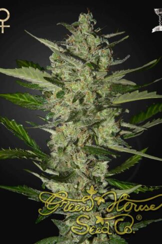 Flowerbomb Kush Feminizowane, Nasiona Marihuany, Konopi, Cannabis