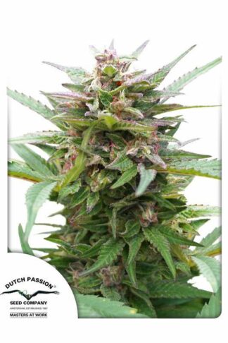 Forest Dream Feminizowane, Nasiona Marihuany, Konopi, Cannabis