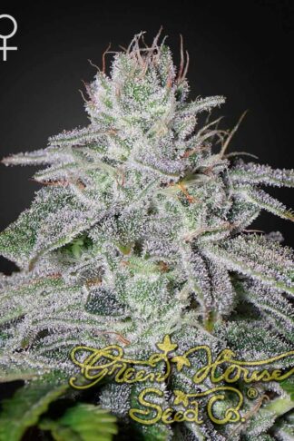 Franco’s Lemon Cheese Feminizowane, Nasiona Marihuany, Konopi, Cannabis