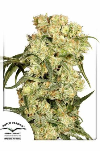 Freddys Best Feminizowane, Nasiona Marihuany, Konopi, Cannabis