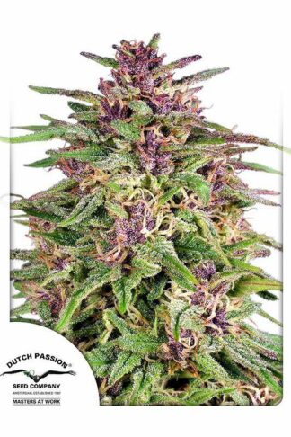 Frisian Dew Feminizowane, Nasiona Marihuany, Konopi, Cannabis