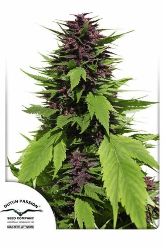 Frisian Duck Feminizowane, Nasiona Marihuany, Konopi, Cannabis