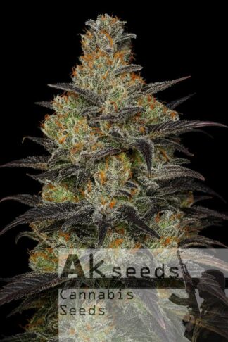 Frost Gorilla XXL Feminizowane, Nasiona Marihuany, Konopi, Cannabis