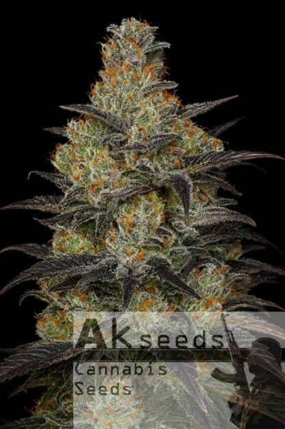 Frost Gorilla XXL Feminizowane, Nasiona Marihuany, Konopi, Cannabis