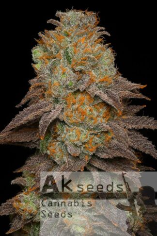 Frost Gorilla XXL Automatic Feminizowane, Nasiona Marihuany, Konopi, Cannabis
