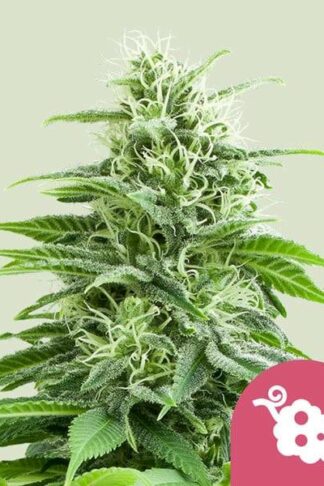 Fruit Spirit Feminizowane, Nasiona Marihuany, Konopi, Cannabis