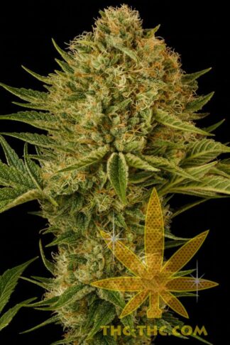 Gelato LSD Feminizowane, Nasiona Marihuany, Konopi, Cannabis