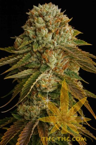 Gelato LSD Automatic Feminizowane, Nasiona Marihuany, Konopi, Cannabis