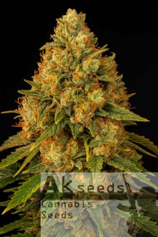 Gold Mery Feminizowane, Nasiona Marihuany, Konopi, Cannabis