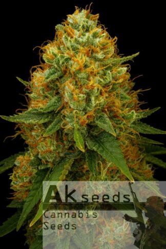 Gold Mery Automatic Feminizowane, Nasiona Marihuany, Konopi, Cannabis