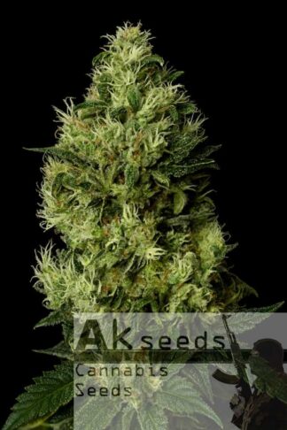 Grand Cookies Feminizowane, Nasiona Marihuany, Konopi, Cannabis
