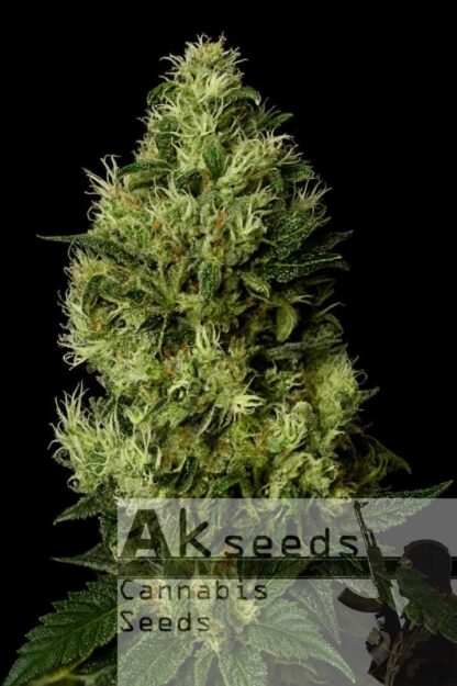 Grand Cookies Feminizowane, Nasiona Marihuany, Konopi, Cannabis
