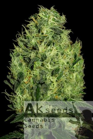 Grand Cookies Automatic Feminizowane, Nasiona Marihuany, Konopi, Cannabis