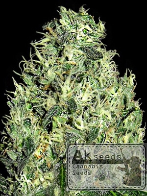 Grand Cookies Automatic Feminizowane, Nasiona Marihuany, Konopi, Cannabis