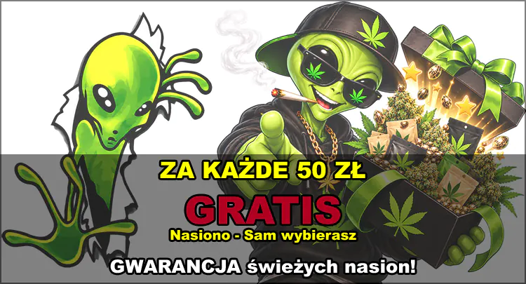wybierz gratis nasiona marihuany indoor i outdoor oraz automatic xxl