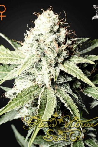 Great White Shark Feminizowane, Nasiona Marihuany, Konopi, Cannabis