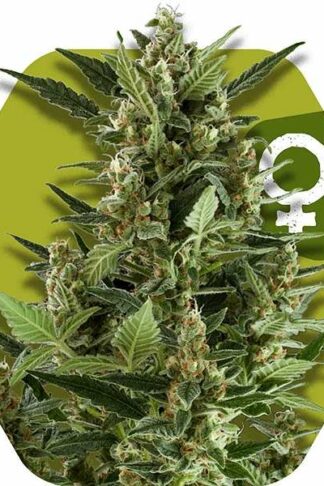 Green AK XL Feminizowane, Nasiona Marihuany, Konopi, Cannabis