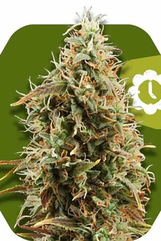 Green AK XL Automatic Feminizowane, Nasiona Marihuany, Konopi, Cannabis