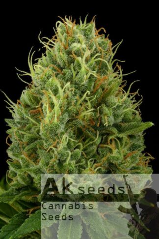 Green Bud Feminizowane, Nasiona Marihuany, Konopi, Cannabis