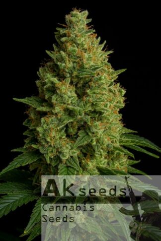 Green Bud Automatic Feminizowane, Nasiona Marihuany, Konopi, Cannabis