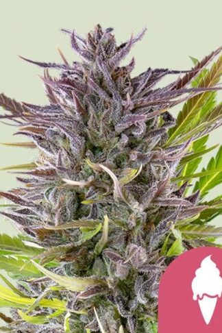 Green Gelato Feminizowane, Nasiona Marihuany, Konopi, Cannabis
