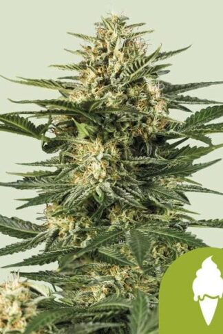 Green Gelato Automatic Feminizowane, Nasiona Marihuany, Konopi, Cannabis