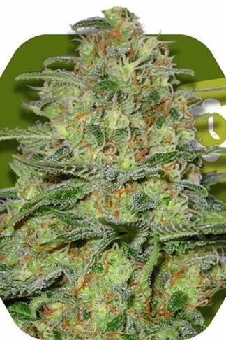 Green Monster Automatic Feminizowane, Nasiona Marihuany, Konopi, Cannabis