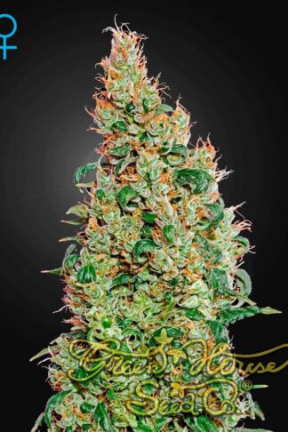 Green-O-Matic Automatic Feminizowane, Nasiona Marihuany, Konopi, Cannabis