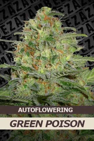 Green Poison Automatic Feminizowane, Nasiona Marihuany, Konopi, Cannabis