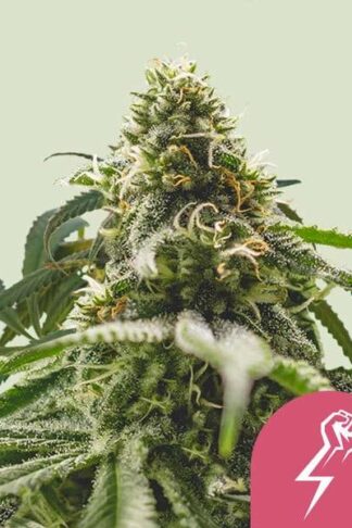 Green Punch Feminizowane, Nasiona Marihuany, Konopi, Cannabis
