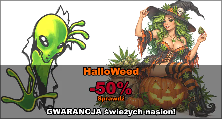 halloweed, nasiona marihuany indoor i outdoor oraz automatic w super cenach