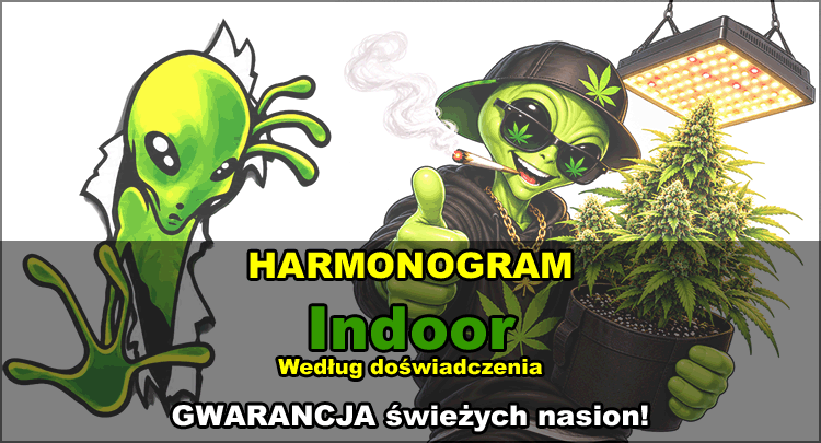 harmonogram zakupu nasion marihuany i konopi indoor, czyli do domu