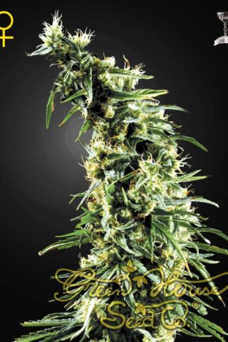 Hawaiian Snow Feminizowane, Nasiona Marihuany, Konopi, Cannabis